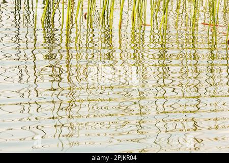 Kanada, Manitoba, Wekusko Falls Provincial Park. Schilf reflektiert Muster im Wekusko Lake. Stockfoto