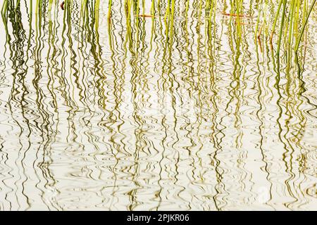 Kanada, Manitoba, Wekusko Falls Provincial Park. Schilf reflektiert Muster im Wekusko Lake. Stockfoto