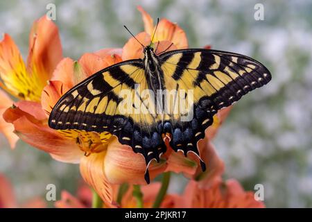 USA, Washington State, Sammamish. Östlicher Tigerschwalbenschwanz-Schmetterling Stockfoto