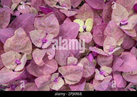 Issaquah, Bundesstaat Washington, USA. Spinatpflanzen aus Red Orach oder Purple Mountain, die in einem Gemüsegarten wachsen. Stockfoto