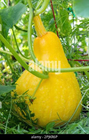 Issaquah, Bundesstaat Washington, USA. Gelber Sommerkürbis, sehr groß. Stockfoto