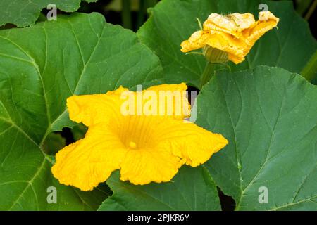 Issaquah, Bundesstaat Washington, USA. Blüte auf einer Sommerkürbis-Pflanze. Stockfoto