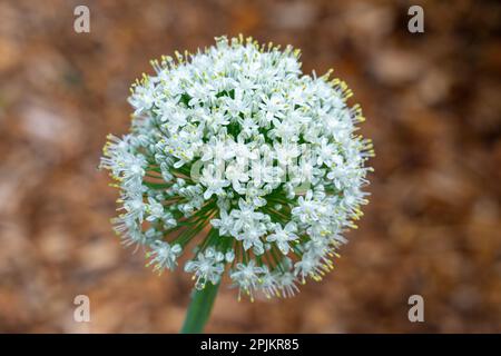 Issaquah, Bundesstaat Washington, USA. Zwiebelpflanze, die sich verheddert, oder zu Samen. Stockfoto