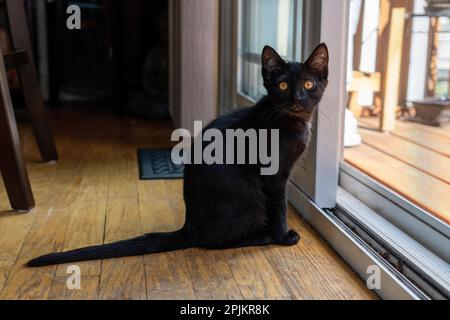 Zwei Monate altes schwarzes Kätzchen, das an einer Glasschiebetür sitzt (PR) Stockfoto