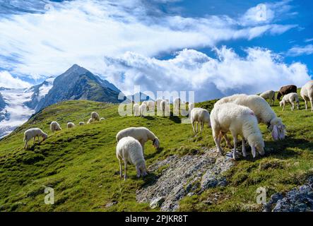 Tiroler Bergschaf (Tiroler Bergschafe, auch Pecora Alina Tirolese genannt) auf seiner Bergweide (Shieling) in den Otztalen Alpen. Österreich, Tirol Stockfoto