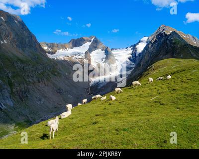 Tiroler Bergschaf (Tiroler Bergschafe, auch Pecora Alina Tirolese genannt) auf seiner Bergweide (Shieling) in den Otztalen Alpen. Österreich, Tirol Stockfoto