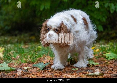 Issaquah, Bundesstaat Washington, USA. Traurig aussehender, älterer Kavalier König Charles Spaniel, der im Herbst auf einem Rasen spaziert. Stockfoto