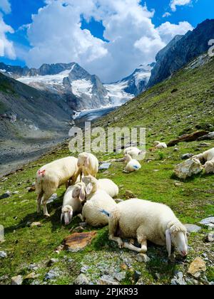 Tiroler Bergschaf (Tiroler Bergschafe, auch Pecora Alina Tirolese genannt) auf seiner Bergweide (Shieling) in den Otztalen Alpen. Österreich, Tirol Stockfoto