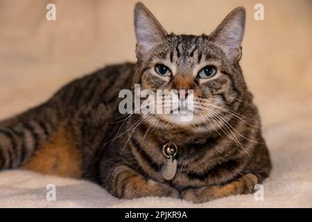 Issaquah, Bundesstaat Washington, USA. Zehn Jahre alte amerikanische kurzhaarige Katze. Stockfoto