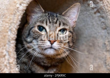 Issaquah, Bundesstaat Washington, USA. Zehn Jahre alte amerikanische kurzhaarige Katze. Stockfoto