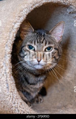 Issaquah, Bundesstaat Washington, USA. Zehn Jahre alte amerikanische kurzhaarige Katze. Stockfoto