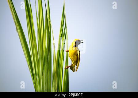 Ein männlicher Dorfweber landete auf einem tropischen Baum, um einen Strang eines der langen Blätter zu sammeln und sein Nest zu bauen. Stockfoto