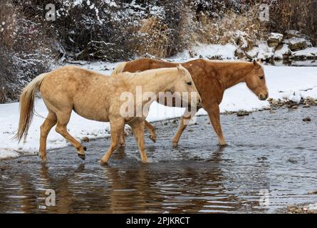 USA, Shell, Wyoming. Versteckt Pferde auf der Ranch im Schnee. (PR, MR) Stockfoto