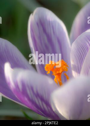 Crocus, Variety Pickwick, Deutschland Stockfoto