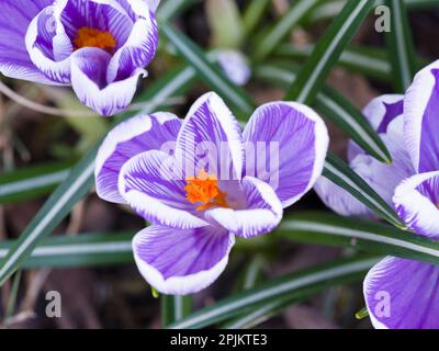 Crocus, Variety Pickwick, Deutschland Stockfoto