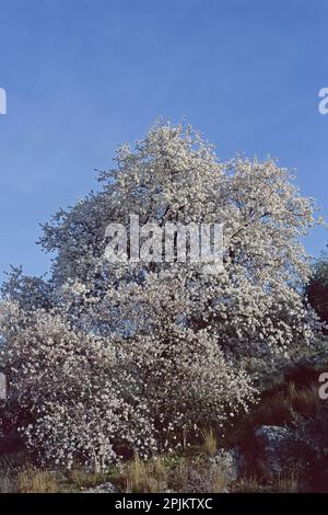 Wunderschöne Blüte eines Mandelbaums, Prunus amygdalus, Rosaceae Stockfoto