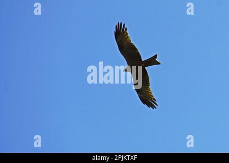 Ein Exemplar des schwarzen Drachen im Flug, gesehen von unten, Milvus migrans; Accipitridae Stockfoto