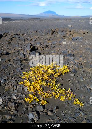 Arktische Weide, Hochland im Vatnajokull-Nationalpark, ein UNESCO-Weltkulturerbe, Island Stockfoto