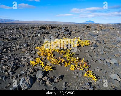 Arktische Weide, Hochland im Vatnajokull-Nationalpark, ein UNESCO-Weltkulturerbe, Island Stockfoto