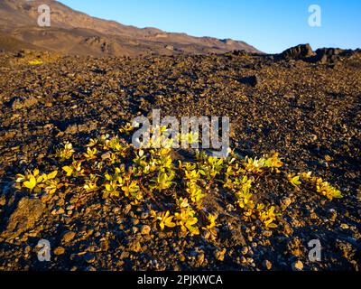 Die arktische Weide im Herbst. Die Ostseite des Vulkans Askja. Highlands im Vatnajokull-Nationalpark, ein UNESCO-Weltkulturerbe, Island Stockfoto