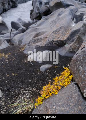 Arktische Weide (Salix arctica). Gletscherfluss Jokulsa a Fjollum. Highlands im Vatnajokull-Nationalpark, ein UNESCO-Weltkulturerbe, Island Stockfoto