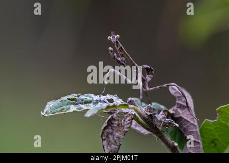 Texas Einhorn Mantis getarnt Stockfoto