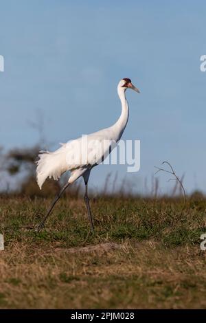 Keuchkranich im Winterlebensraum Stockfoto