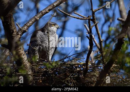 Versteckt zwischen Bäumen... Goshawk ( Accipiter gentilis ) auf seinem Auge, weibliches Nest Stockfoto