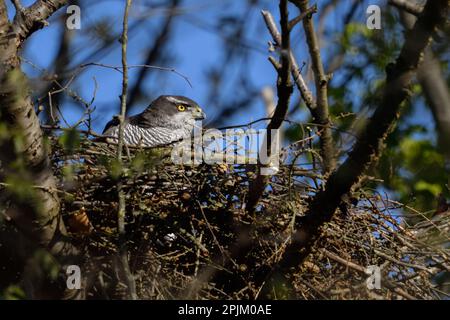 Geheimer Vogel... Goshawk ( Accipiter gentilis ), weiblicher Goshawk in ihrem Nest hoch oben in einem Baum Stockfoto