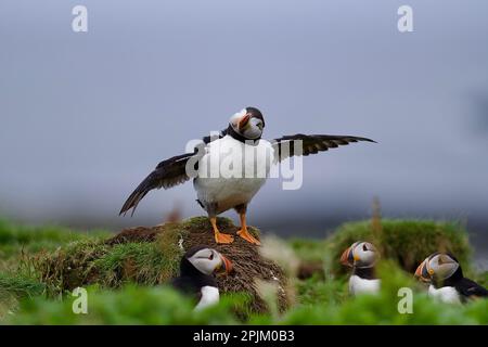 Atlantik-Papageientaucher von der Lunga-Insel auf den schottischen Inseln vor der Insel Mull Stockfoto