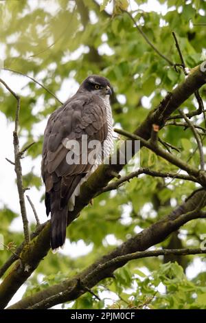 Im Frühling... Nördlicher Goshawk (Accipiter gentilis), der zwischen frischen Blättern im Baum sitzt Stockfoto
