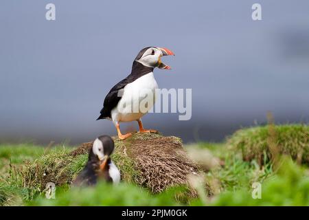 Atlantik-Papageientaucher von der Lunga-Insel auf den schottischen Inseln vor der Insel Mull Stockfoto