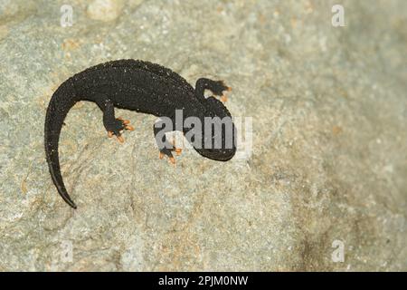 Natürliche Nahaufnahme eines Jugendlichen Wenxian Knobby Newt, Tylototriton wenxianensis auf Stein Stockfoto