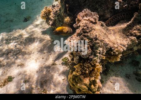 Französisch-Polynesien, Moorea. Moray-Aal-Nahaufnahme. Stockfoto