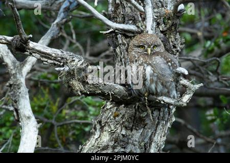 Austral Pygmy Owl, Torres del Paine Nationalpark, Chile Stockfoto