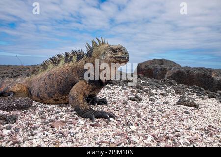 Meerechsen, die sich auf einem Galapagos-Strand ausruhen. Stockfoto