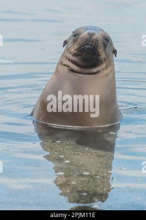 Seelöwe, der sich in einem Gezeitenbecken entspannen kann. Stockfoto