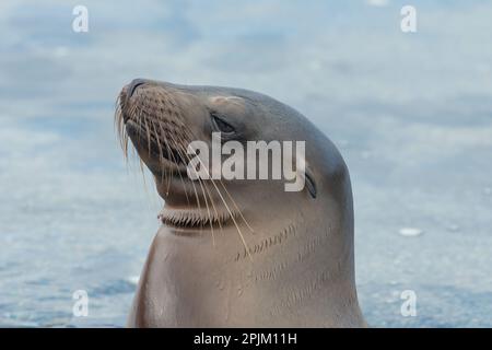 Seelöwe, der sich in einem Gezeitenbecken entspannen kann. Stockfoto