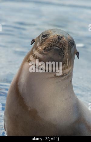 Seelöwe, der sich in einem Gezeitenbecken entspannen kann. Stockfoto