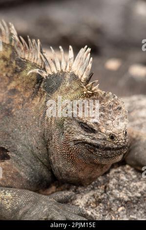 Der hässliche Meerechsen auf Fernandina Island war das Vorbild für die Godzilla-Filme. Stockfoto