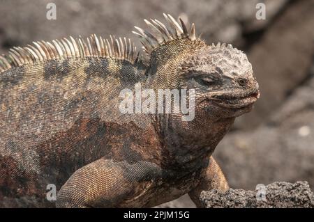 Der hässliche Meerechsen auf Fernandina Island war das Vorbild für die Godzilla-Filme. Stockfoto