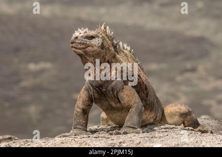 Der hässliche Meerechsen auf Fernandina Island war das Vorbild für die Godzilla-Filme. Stockfoto