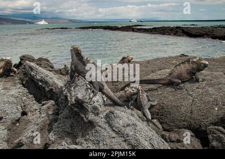 Der hässliche Meerechsen auf Fernandina Island war das Vorbild für die Godzilla-Filme. Stockfoto