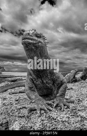 Der hässliche Meerechsen auf Fernandina Island war das Vorbild für die Godzilla-Filme. Stockfoto