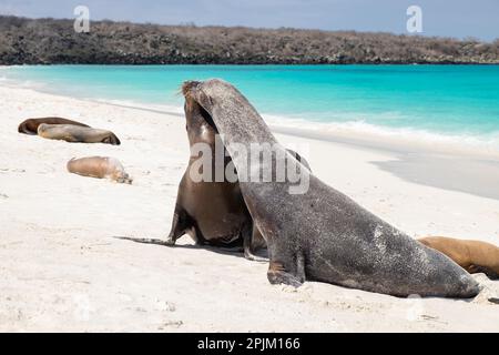 Zwei männliche Galapagos Seelöwen schwärmen, um diesen Strand zu dominieren. Stockfoto