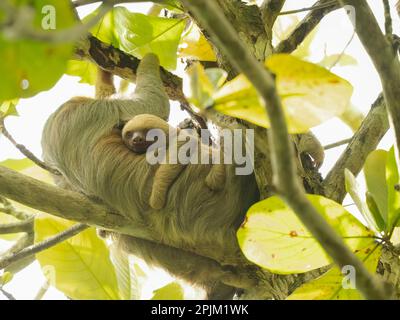 Hoffmanns zweizehiger Sloth-Erwachsener mit jungen, Costa Rica, Mittelamerika Stockfoto