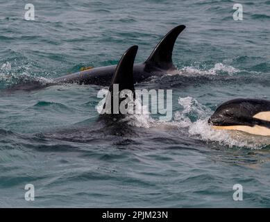 Eine Orca-Familie, die an der Icy Strait, Alaska, schwimmt. Stockfoto