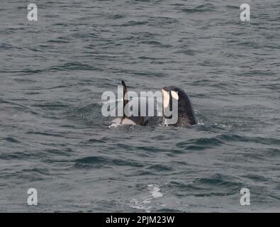 Eine Orca-Familie, die an der Icy Strait, Alaska, schwimmt. Stockfoto