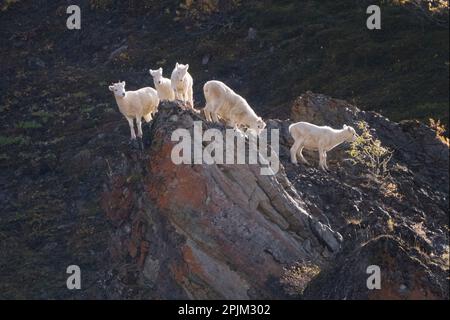 Alaska, Denali-Nationalpark. Vier Dall-Schafe auf einem steilen Hang. Stockfoto