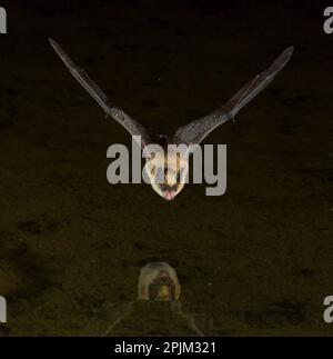 Big Brown bat, Arizona, USA Stockfoto